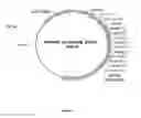 Fig. 09 - Vaccines and methods for using the same