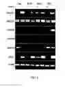 Fig. 19 - POLYNUCLEOTIDES AND POLYPEPTIDES IN PLANTS