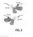 Fig. 03 - Antigen-binding molecule containing modified Fc region