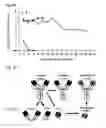 Fig. 03 - Anti-HSV antibody