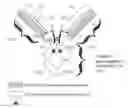 Fig. 01 - Immunoglobulins and variants directed against pathogenic microbes