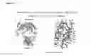Fig. 04 - Immunoglobulins and variants directed against pathogenic microbes