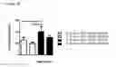 Fig. 43 - Immunoglobulins and variants directed against pathogenic microbes