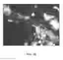 Fig. 03 - Compositions and Methods for the Removal of Biofilms