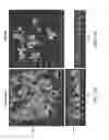 Fig. 07 - Compositions and Methods for the Removal of Biofilms