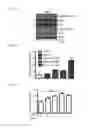 Fig. 14 - Methods and Compositions for Treating or Diagnosing Melanoma