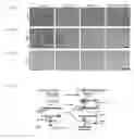 Fig. 20 - Methods and Compositions for Treating or Diagnosing Melanoma