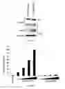 Fig. 22 - TIKI inhibitors
