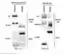 Fig. 33 - TIKI inhibitors