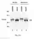 Fig. 40 - TIKI inhibitors