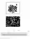 Fig. 02 - Amorphous artificial marble chip and manufacturing method thereof