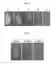 Fig. 02 - Water-based polymer compositions for printing inks and coatings