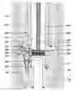 Fig. 01 - Compositions and methods for controlling wellsite fluid and gas flow