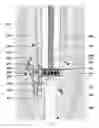 Fig. 08 - Compositions and methods for controlling wellsite fluid and gas flow