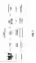 Fig. 02 - Systems and methods for producing stem cells and differentiated cells