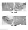 Fig. 28 - Systems and methods for producing stem cells and differentiated cells