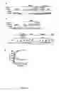 Fig. 07 - Engineered botulinum neurotoxin