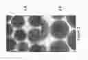 Fig. 03 - Cell and enzyme compositions for modulating bile acids, cholesterol and triglycerides