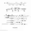 Fig. 07 - METHODS FOR TREATING MDS1-EVI1 MEDIATED CANCER