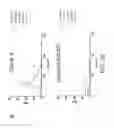 Fig. 29 - SINGLE MOLECULE NUCLEIC ACID NANOPARTICLES