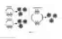 Fig. 30 - SINGLE MOLECULE NUCLEIC ACID NANOPARTICLES