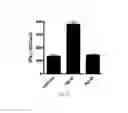 Fig. 31 - SINGLE MOLECULE NUCLEIC ACID NANOPARTICLES