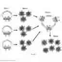 Fig. 33 - SINGLE MOLECULE NUCLEIC ACID NANOPARTICLES