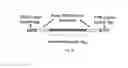 Fig. 37 - SINGLE MOLECULE NUCLEIC ACID NANOPARTICLES