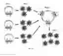 Fig. 41 - SINGLE MOLECULE NUCLEIC ACID NANOPARTICLES