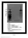 Fig. 63 - SINGLE MOLECULE NUCLEIC ACID NANOPARTICLES