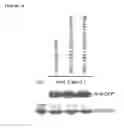 Fig. 11 - MODULATION OF PLANT GROWTH BY VAS1 MUTATION