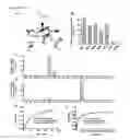 Fig. 14 - MODULATION OF PLANT GROWTH BY VAS1 MUTATION