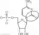 Fig. 89 - ALTERNATIVE NUCLEIC ACID MOLECULES AND USES THEREOF