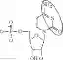 Fig. 90 - ALTERNATIVE NUCLEIC ACID MOLECULES AND USES THEREOF