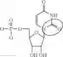 Fig. 92 - ALTERNATIVE NUCLEIC ACID MOLECULES AND USES THEREOF