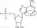 Fig. 95 - ALTERNATIVE NUCLEIC ACID MOLECULES AND USES THEREOF