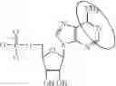 Fig. 96 - ALTERNATIVE NUCLEIC ACID MOLECULES AND USES THEREOF