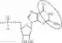 Fig. 99 - ALTERNATIVE NUCLEIC ACID MOLECULES AND USES THEREOF
