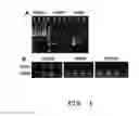 Fig. 02 - Method of producing 2, 3-butanediol using recombinant yeast