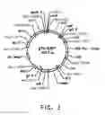 Fig. 04 - ASTAXANTHIN PRODUCTION USING A RECOMBINANT MICROBIAL HOST CELL