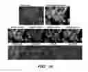 Fig. 08 - Compositions and methods for multiplex biomarker profiling