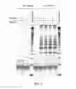 Fig. 04 - ISOTHERMAL AMPLIFICATION OF NUCLEIC ACIDS WITHIN A POROUS MATRIX