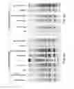 Fig. 07 - ISOTHERMAL AMPLIFICATION OF NUCLEIC ACIDS WITHIN A POROUS MATRIX