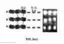 Fig. 07 - Method for Synthesis of Uniform Bi-Layer and Few-Layer Hexagonal Boron Nitride Dielectric Films