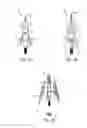 Fig. 02 - Expandable broadhead with chisel tip