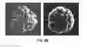 Fig. 06 - Nanostructured microelectrodes and biosensing devices incorporating the same