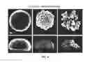 Fig. 08 - Nanostructured microelectrodes and biosensing devices incorporating the same