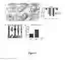 Fig. 06 - CANCER STEM CELLS AND METHODS OF USING THE SAME