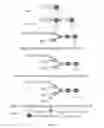 Fig. 02 - Methods and reagents for evaluating the binding of mammalian sperm