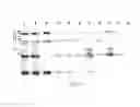 Fig. 22 - Immunogenic proteins of 